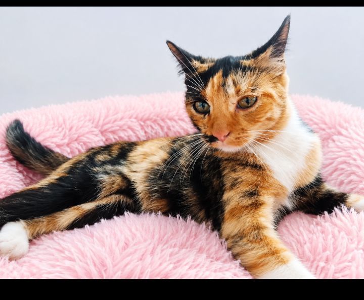 Adopción responsable de gatita en Neira, Caldas 