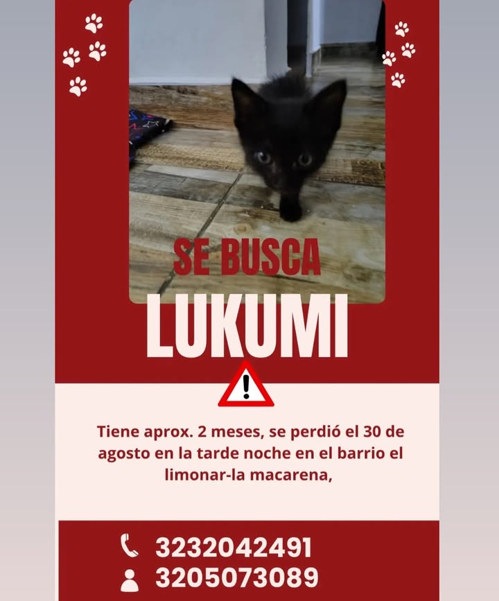 Se busca gato Lukumi en Pereira 