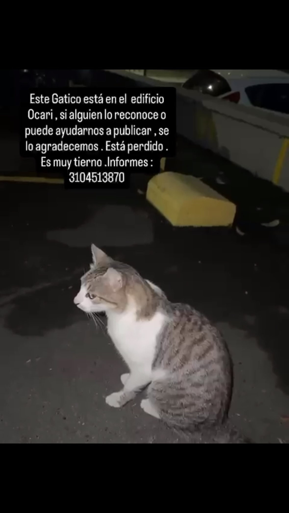 Gato perdido en Pereira, Risaralda 
