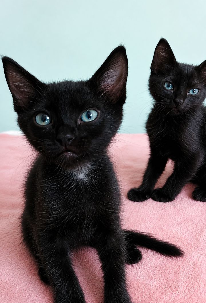 Adopta gatitos negros en Neira, Caldas 