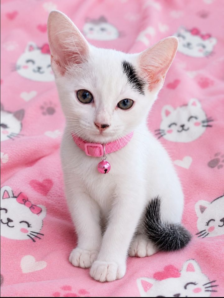 Gatita en adopción responsable en Neira, Caldas 