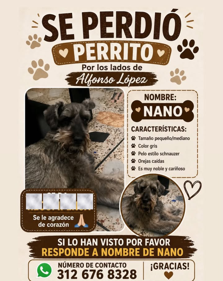 Se perdió perrito llamado Nano en Pereira 
