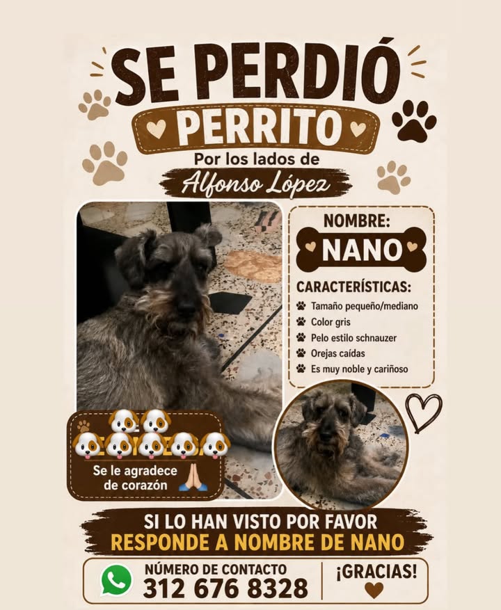 Se perdio perrito Nano en Pereira 