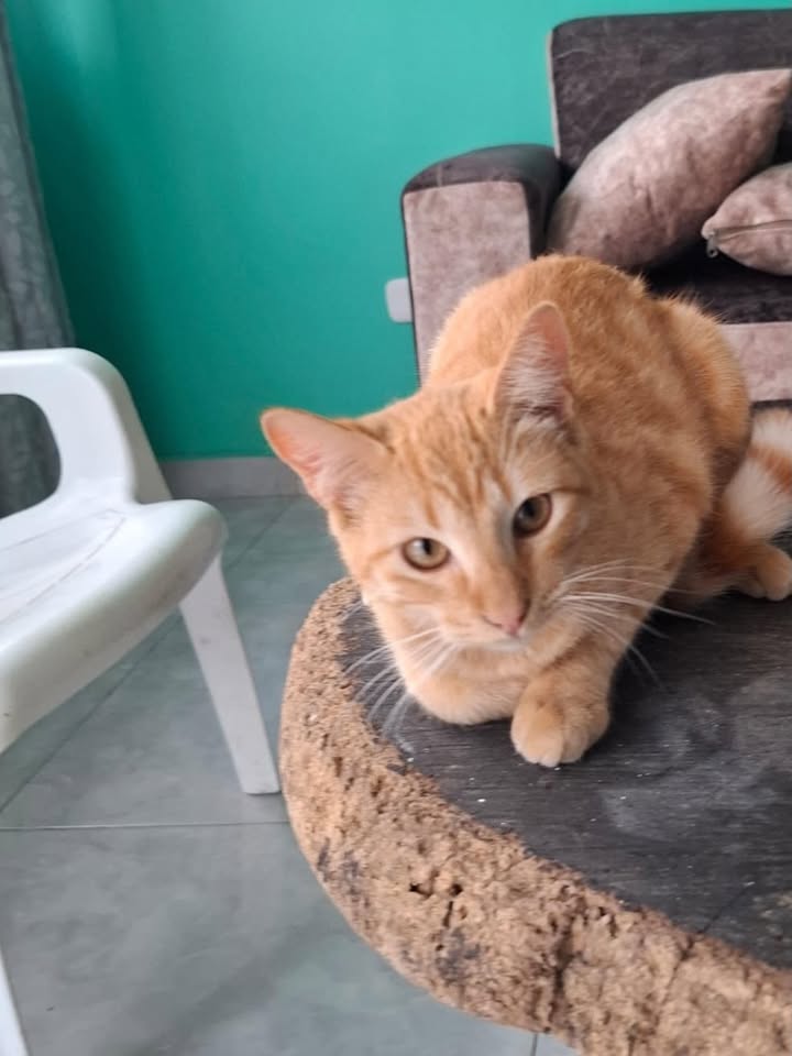 Adopción de Gato y Gata en Pereira, Risaralda 
