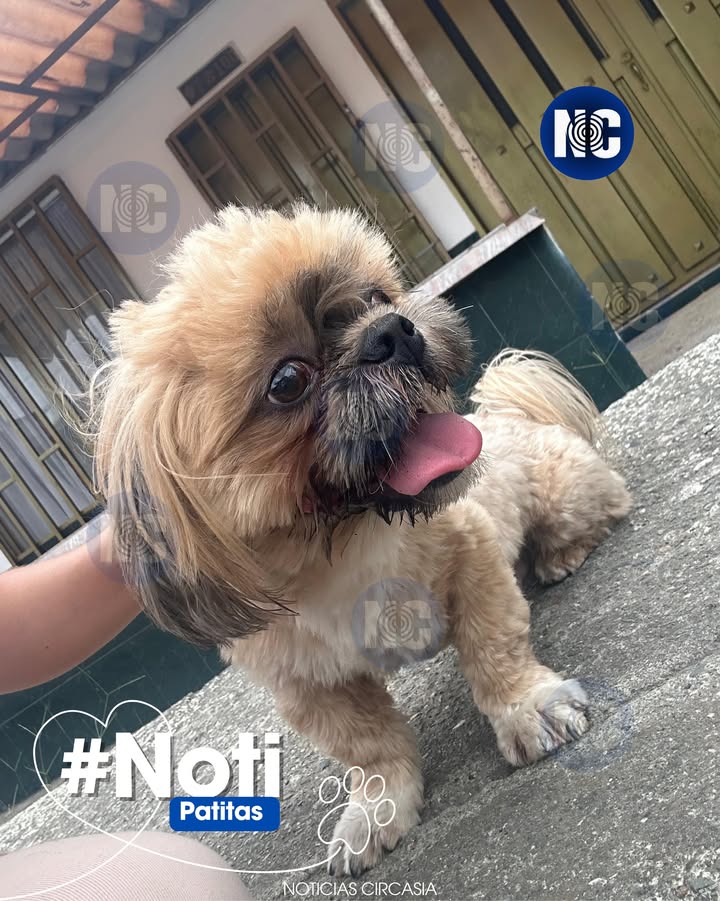 Perro perdido en el barrio Camilo Duque, Circasia, Quindío 