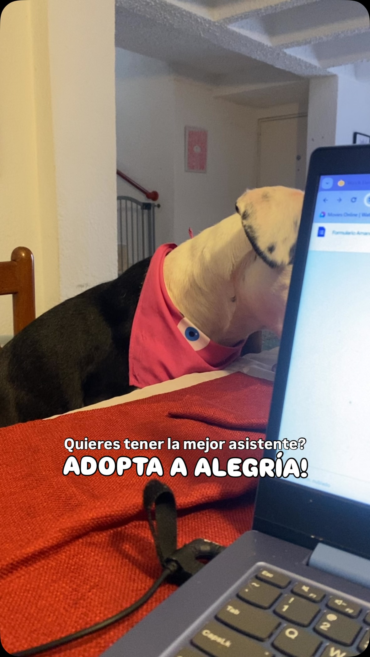 Alegría: Adopta una compañera fiel en Bogotá 