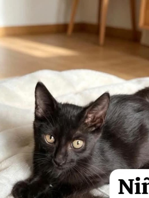 Adopción de gatitos rescatados en Pereira 