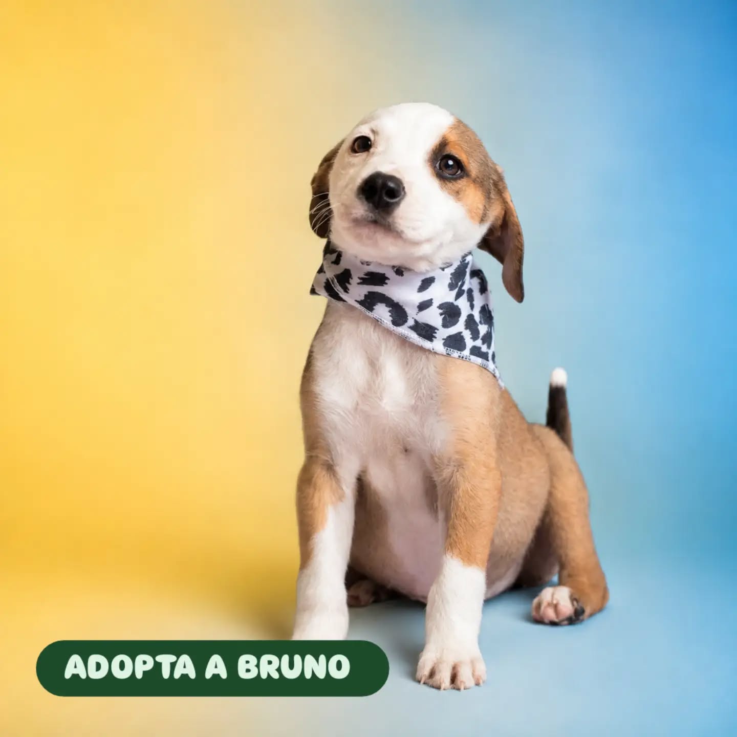 Adopta a Bruno, cachorro juguetón en Bogotá 