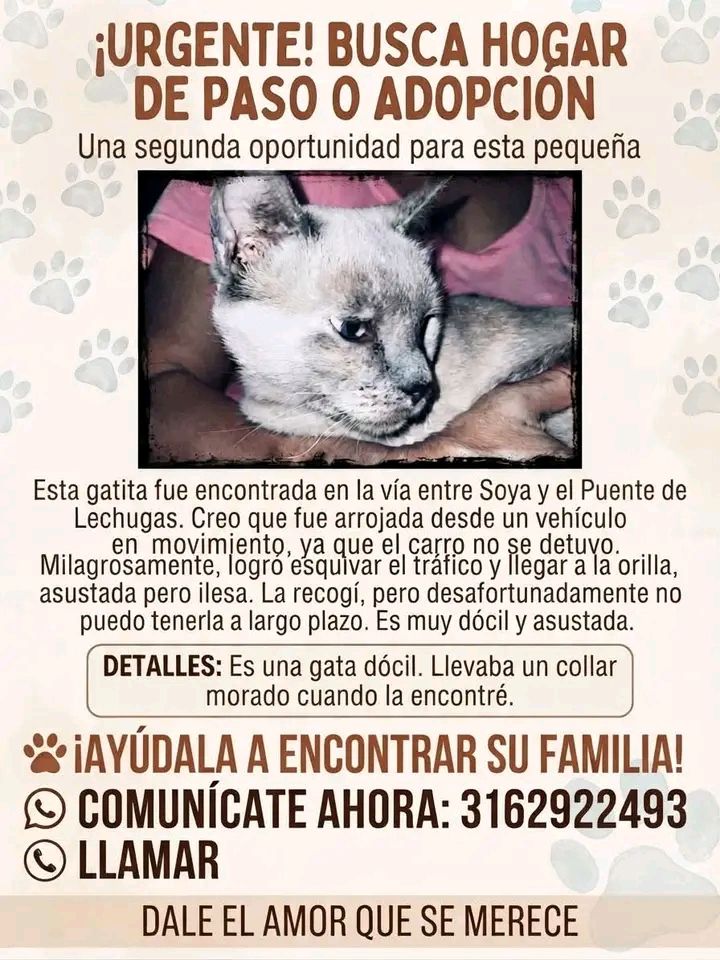 Gata encontrada en Tuluá busca familia 