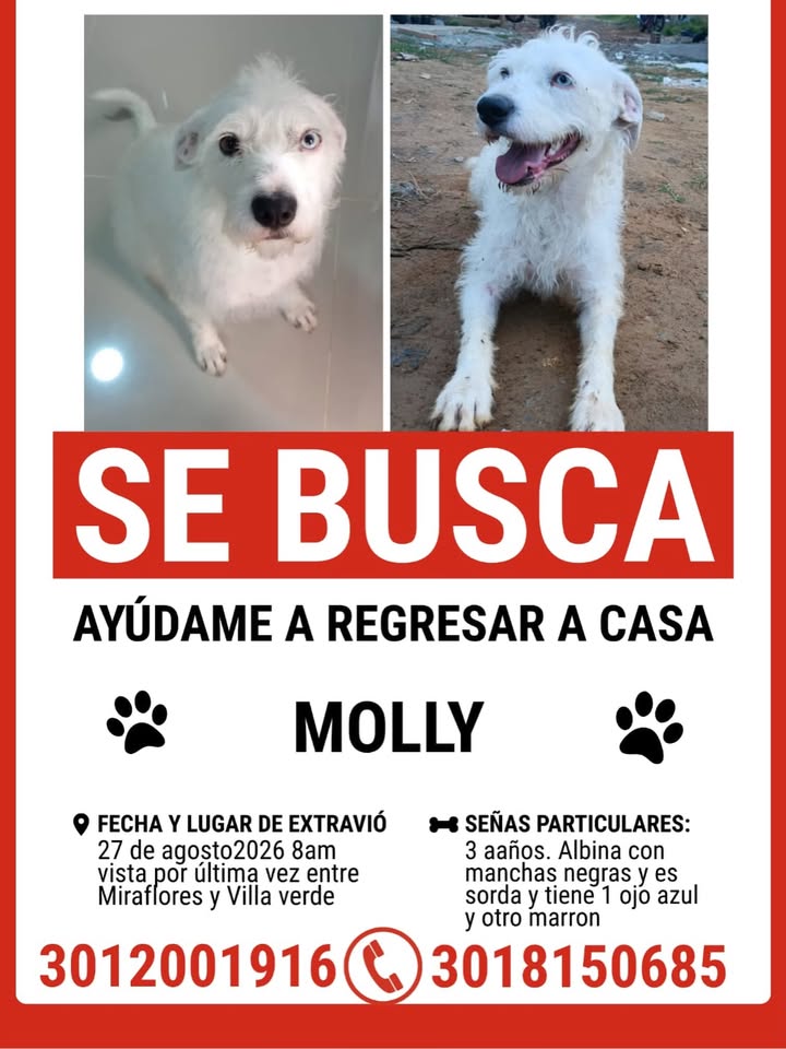 Perro Mestizo/Criollo Blanco Perdido en Pereira 