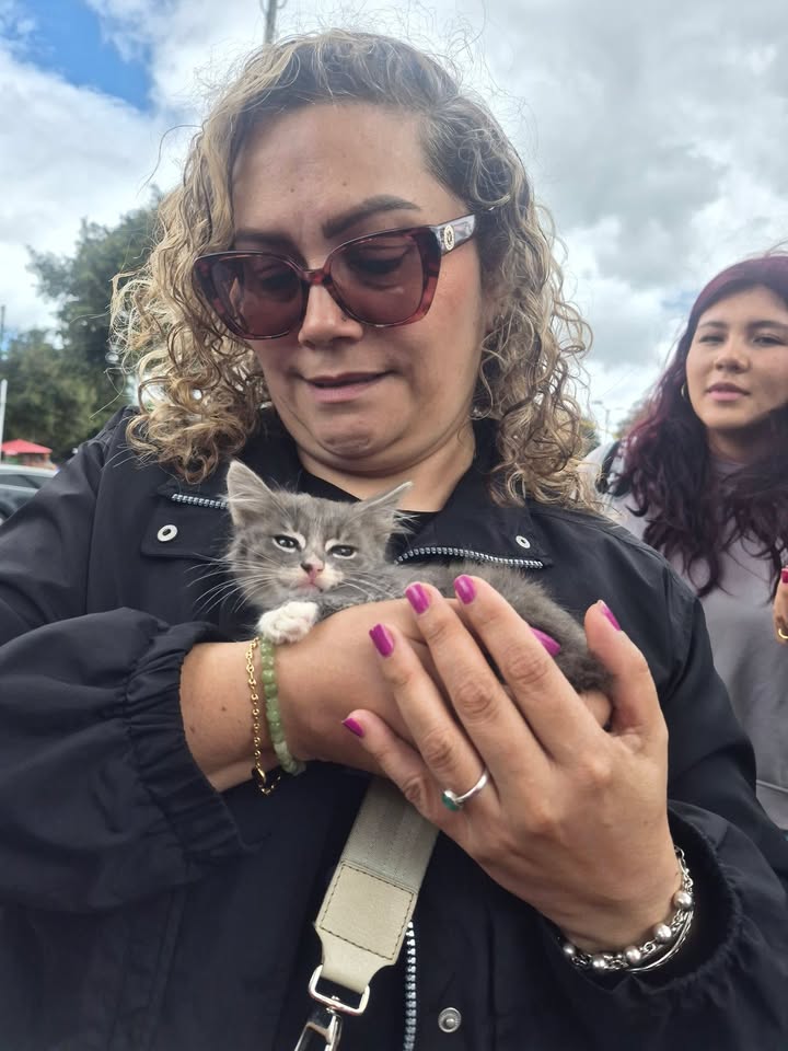 Adopta gatitos en Bogotá 