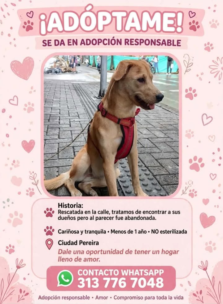 Perro en adopción responsable en Pereira 