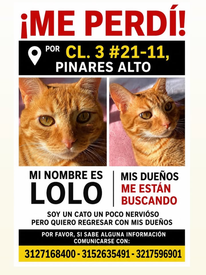 Gato Lolo perdido en Pereira 