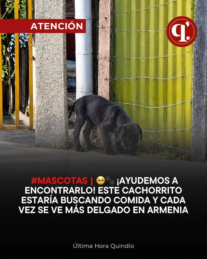 Cachorrito buscando comida en Armenia, Quindío: ¡Ayudemos a encontrarlo! 