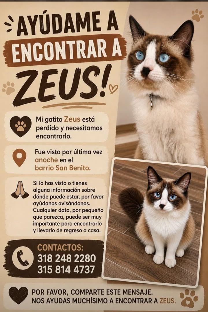 Gatito Zeus perdido en Tuluá - Valle 