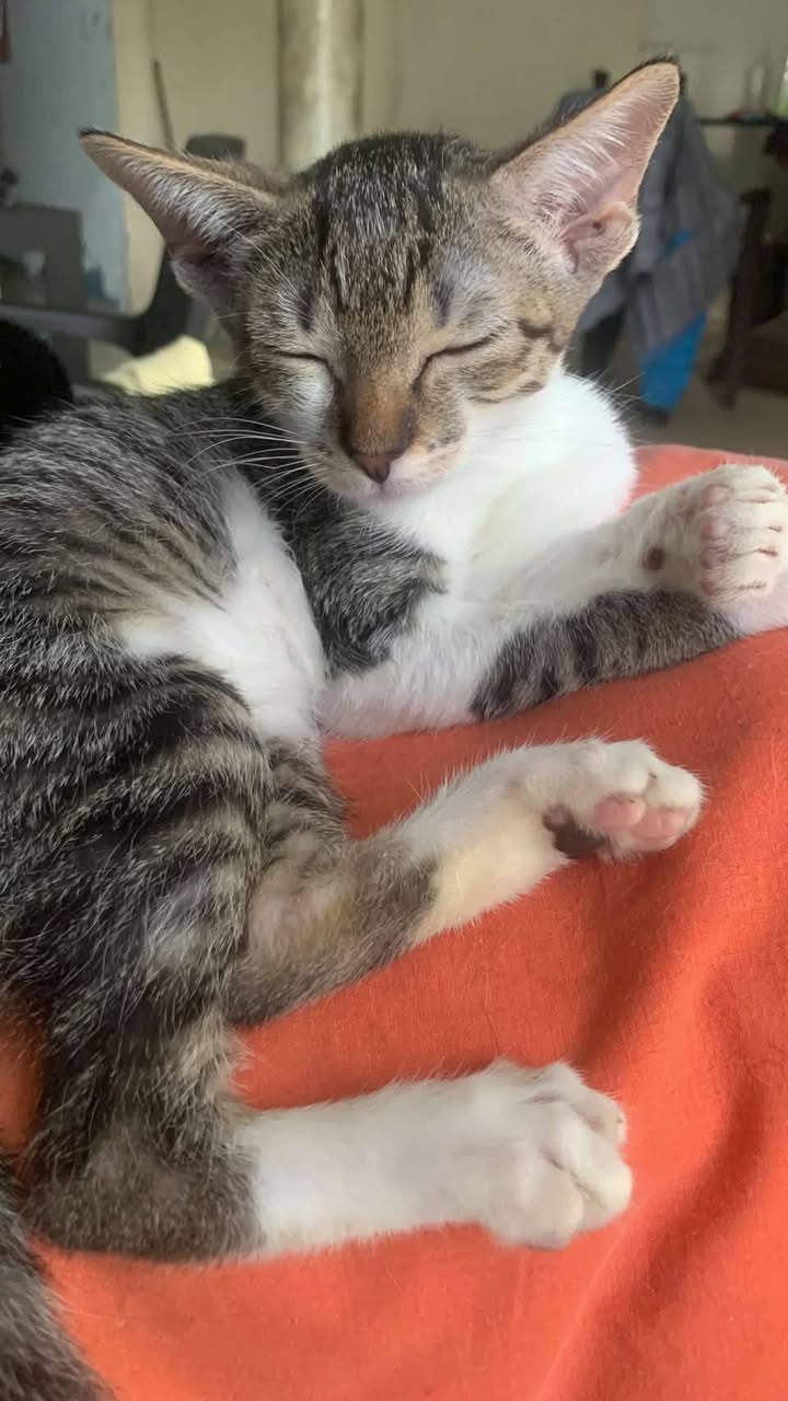 Adopta gatitos en Tuluá, Valle 