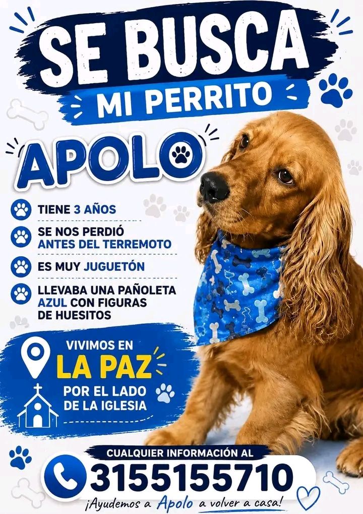 Se busca perrito Apolo en Tuluá 