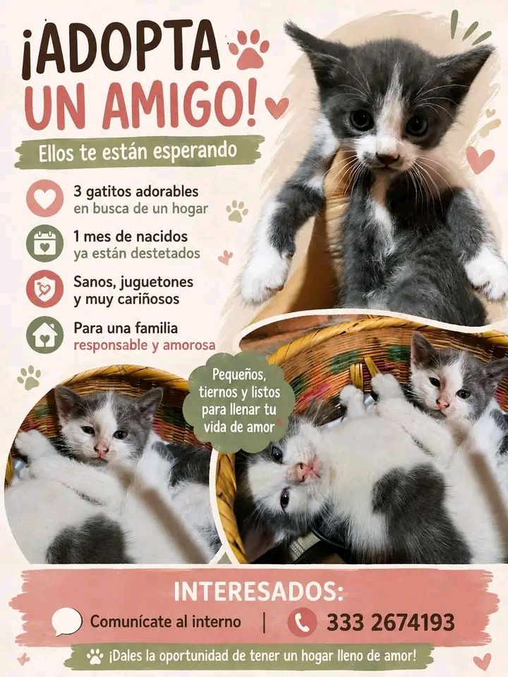 Adopta un amigo en Tuluá 