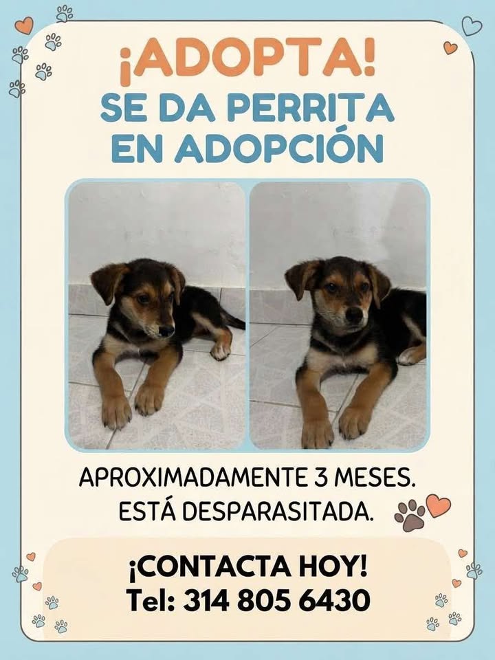 Adopta Perrita en Tuluá 