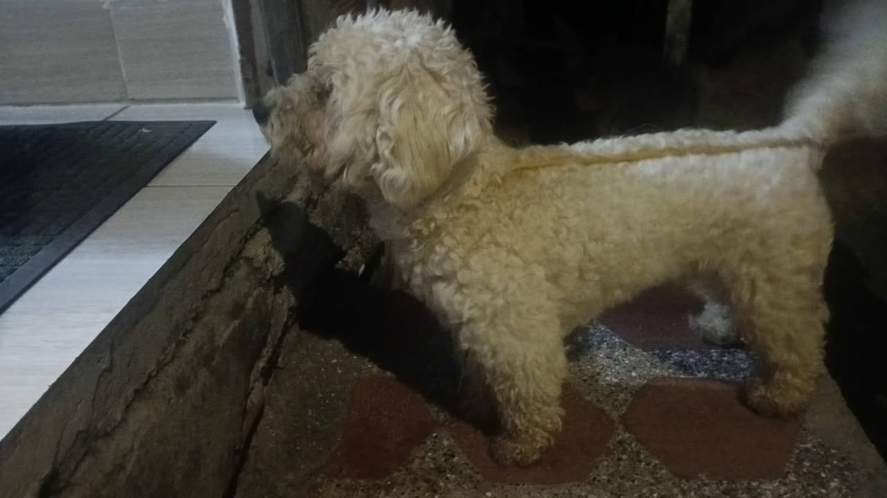 Perrito perdido en Amagá, Antioquia 
