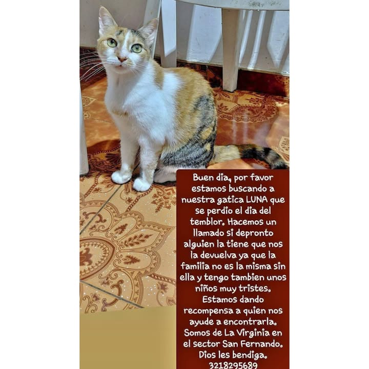 Gatita perdida en Risaralda, Colombia 