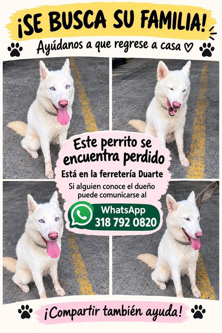 Perro blanco perdido en Tuluá 