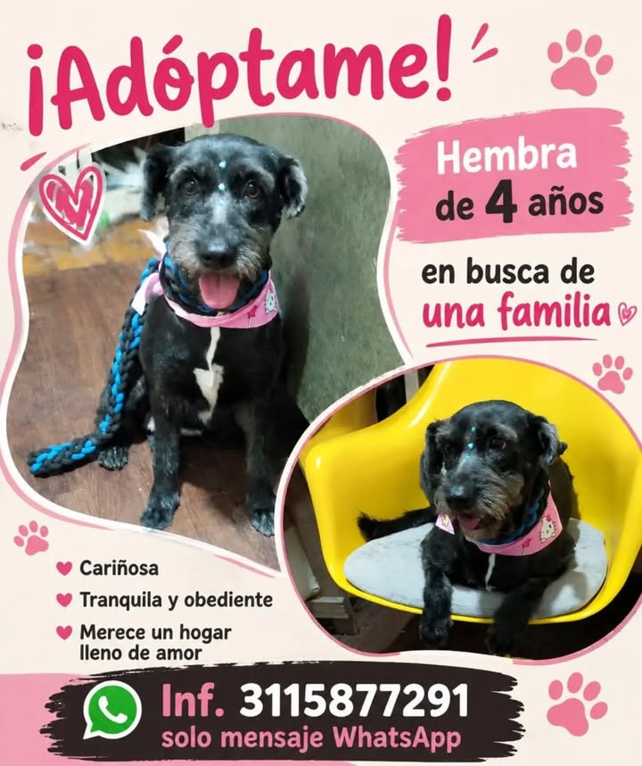 Adopción de perro en Pereira, Risaralda 