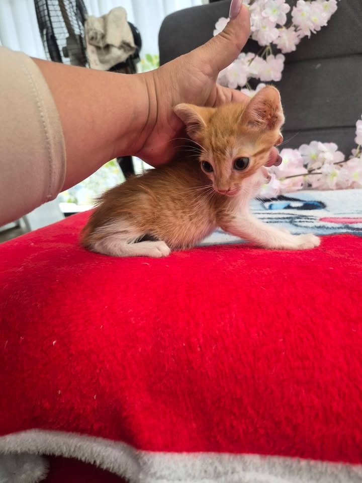 Adopción de gatos en Bogotá 
