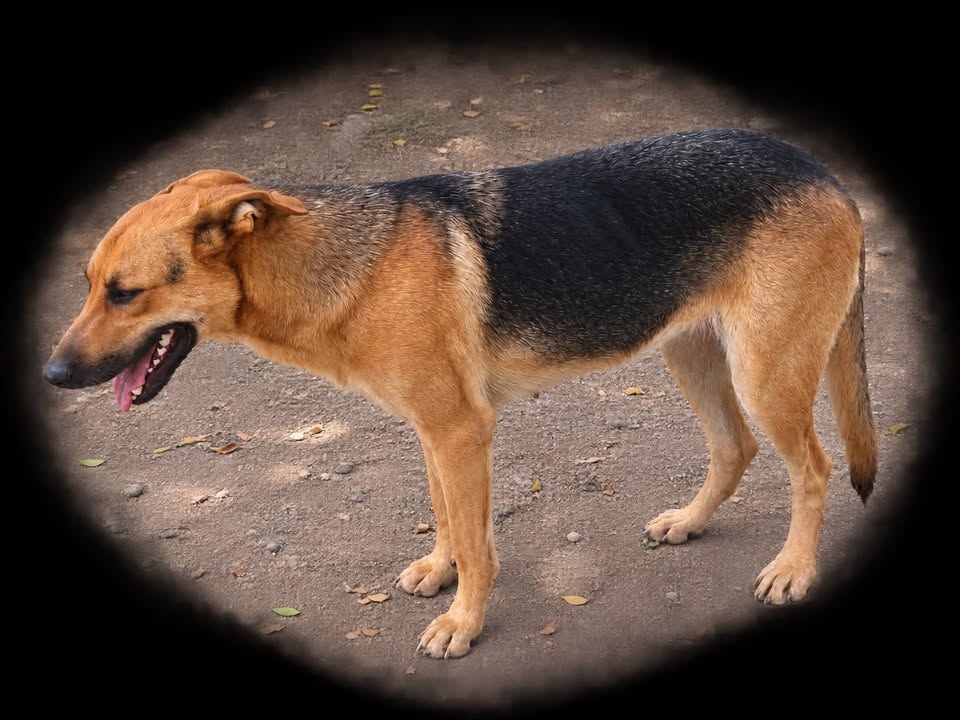 Perrita encontrada en Tuluá, Valle 