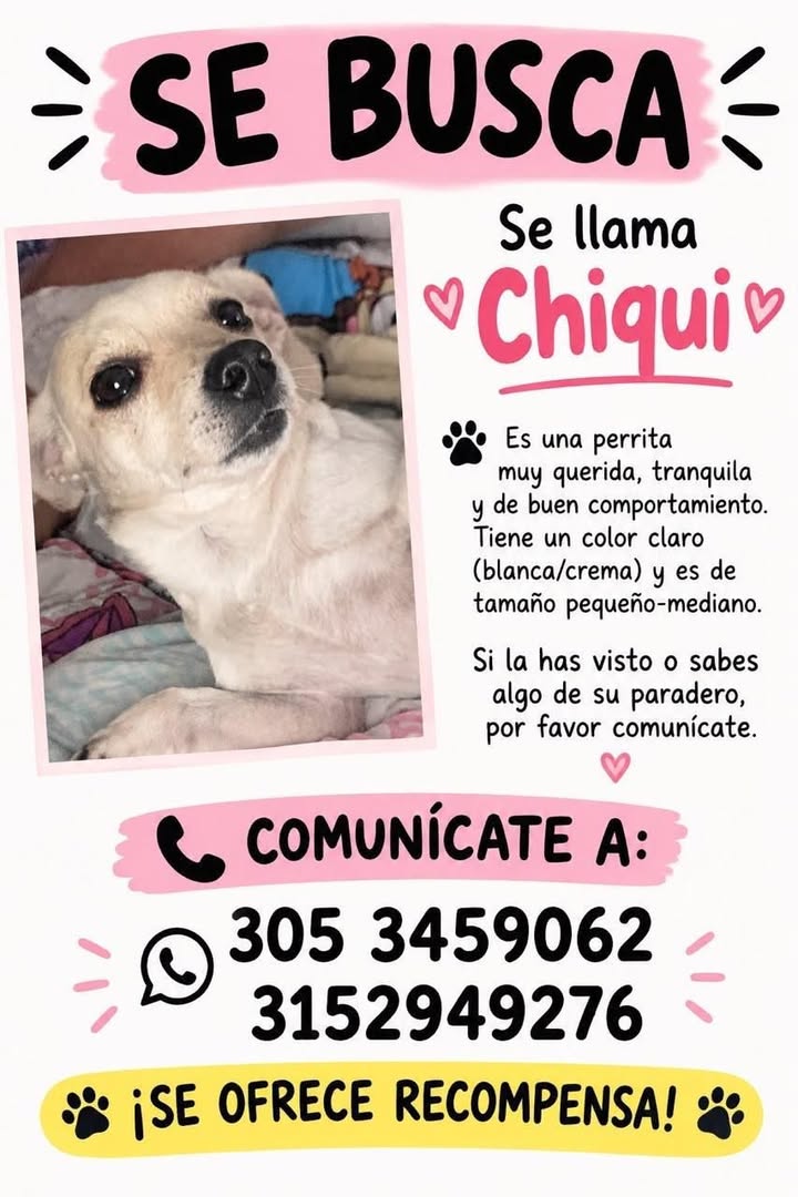 Perro perdido en Tuluá, Valle 