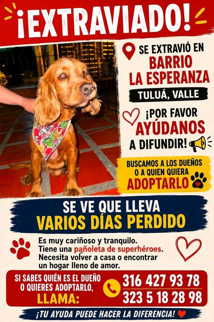 Perro Mestizo de Adopción en Tuluá 