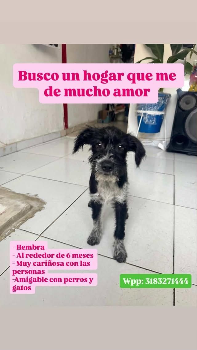 Perro en adopción en Tuluá, Valle 