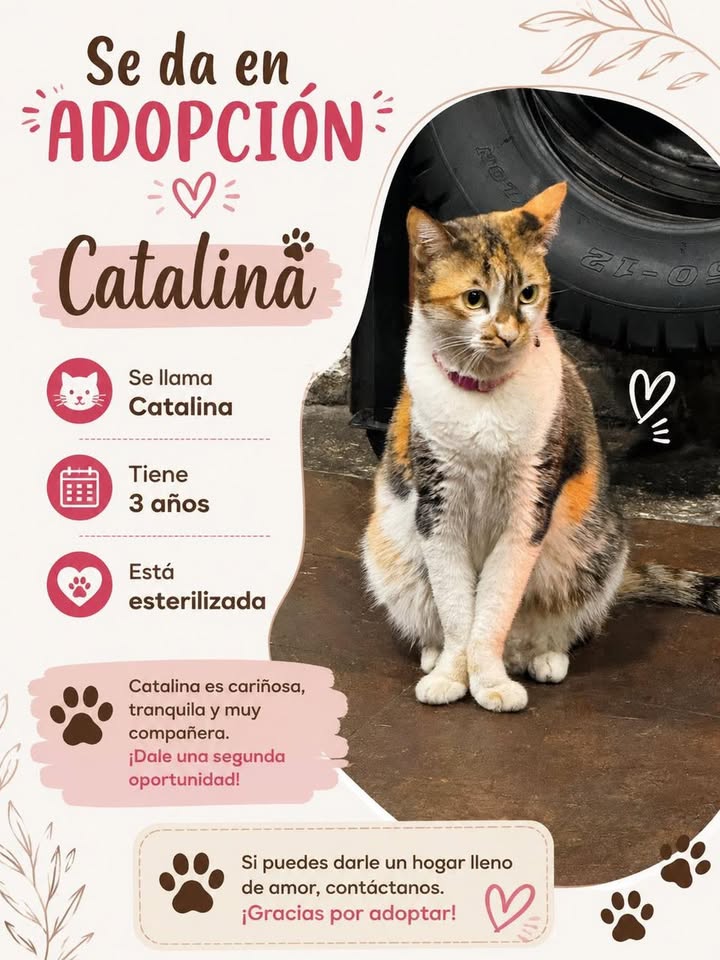 Gata Catalina en Adopción - Pereira 