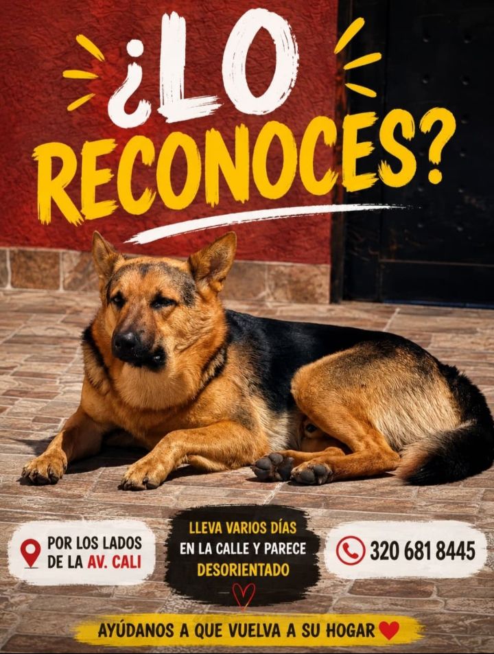 Pastor Alemán perdido en Tuluá, Valle del Cauca 