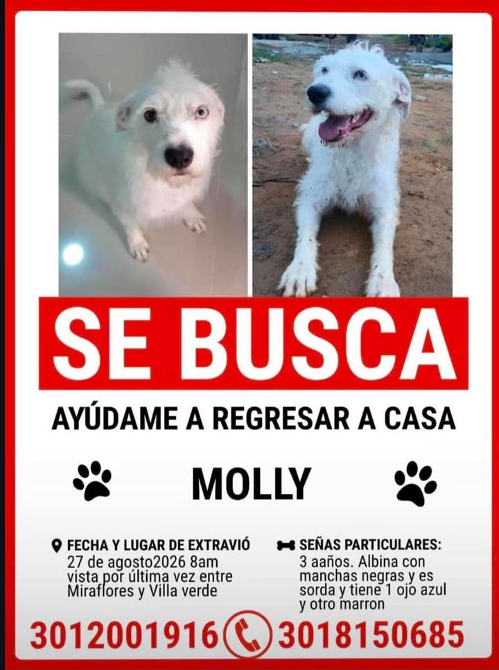 Se busca Molly, perro perdido en Pereira 