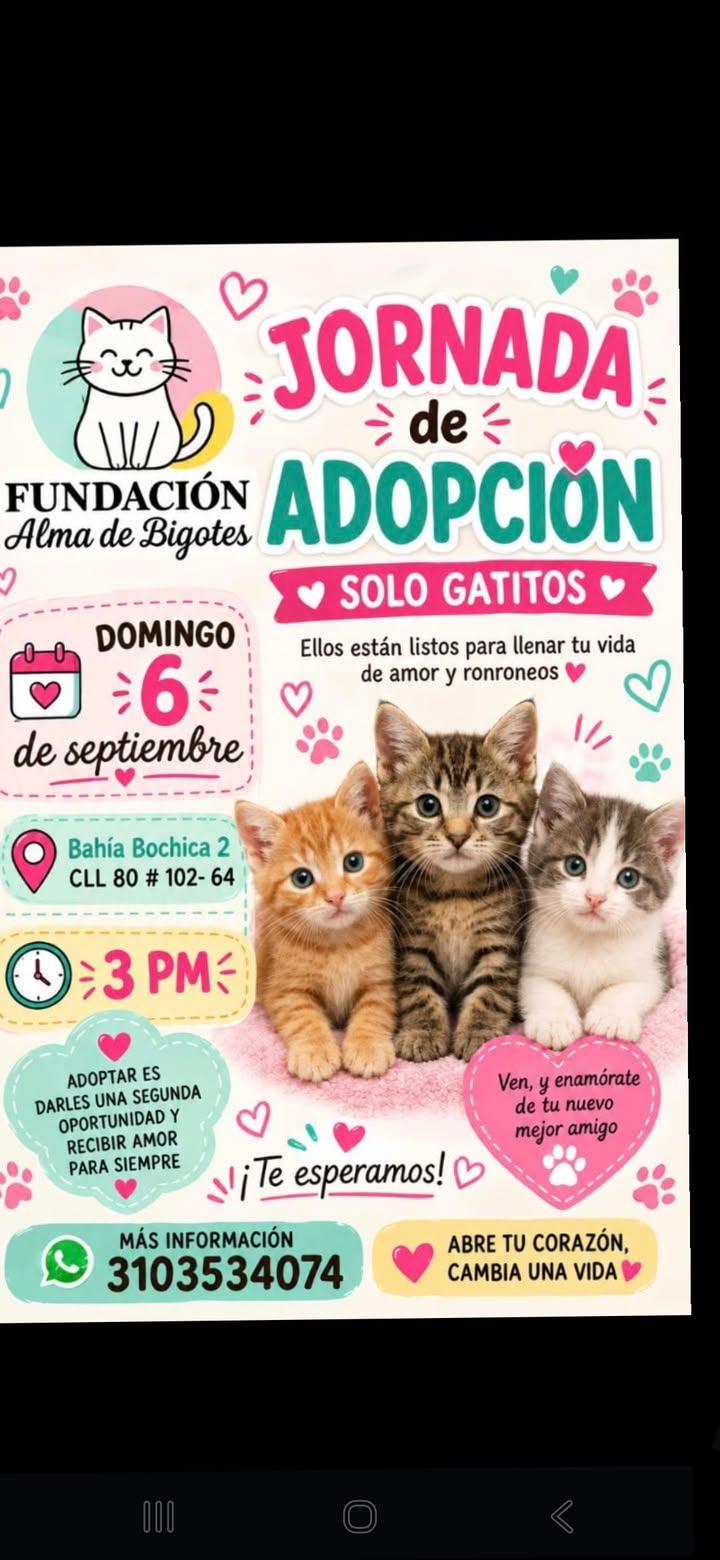 Jornada de Adopción Solo Gatitos - Bogotá 