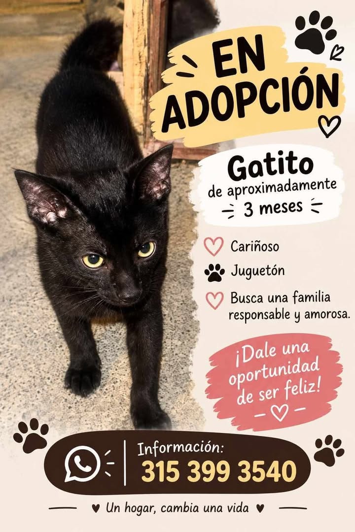 Gatito negro de 3 meses en adopción en Tuluá 