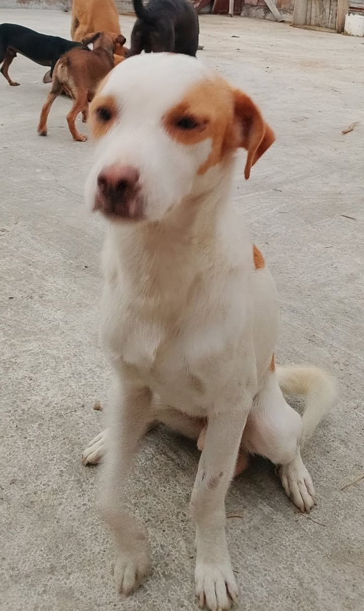 Perro busca hogar en Tuluá 