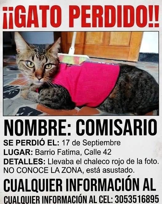Gato Perdido en Tuluá, Valle 