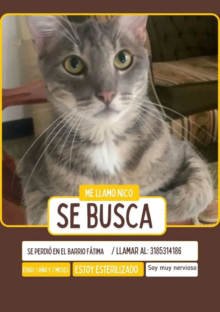 Gato perdido en Tuluá, Valle 