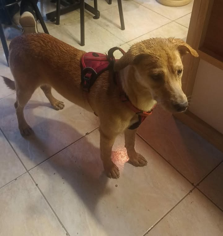 Perrita encontrada en Pereira - Risaralda 