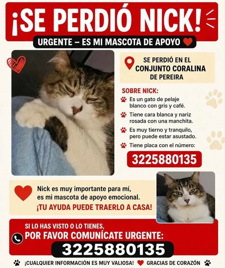 Se perdió Nick, gato de apoyo emocional en Pereira 