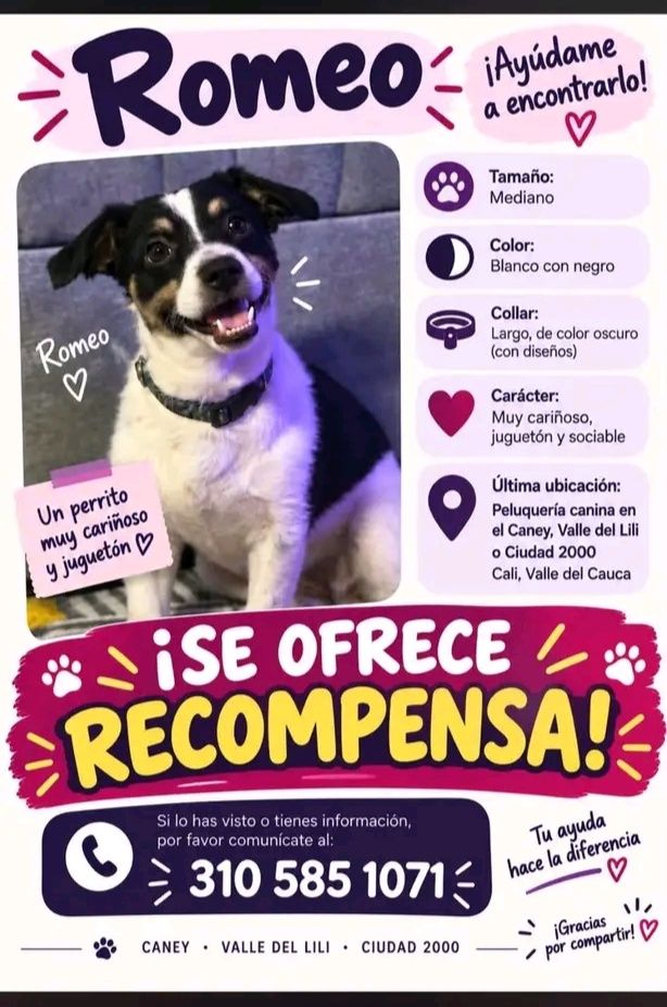 Perro perdido en Tuluá: Romeo busca a su familia 