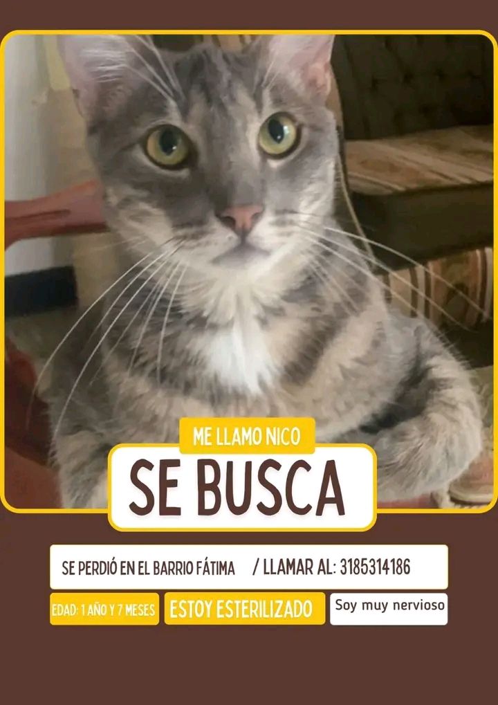 Gato perdido en Tuluá, Valle 