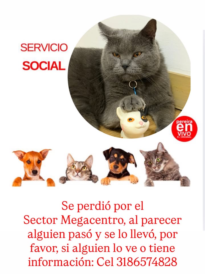 Gato perdido en Pereira 