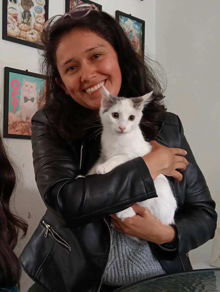 Gatos en adopción en Bogotá 