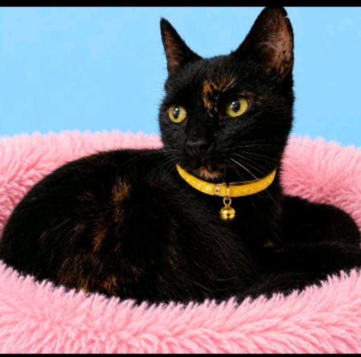 Gata en adopción en Neira, Caldas 