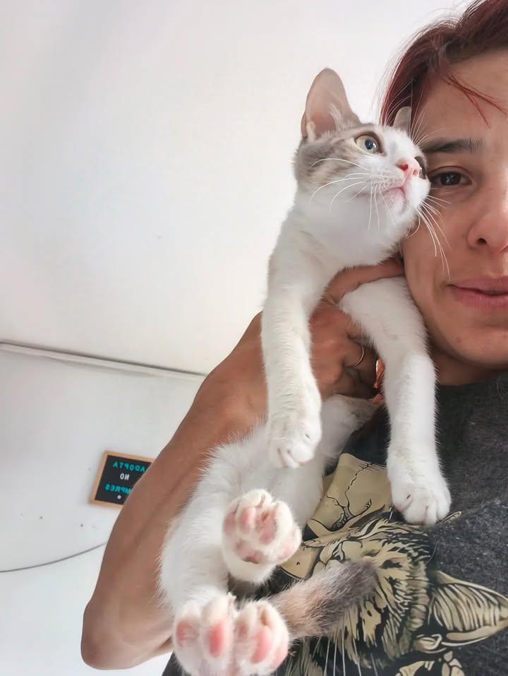 Gatos en adopción en Bogotá 