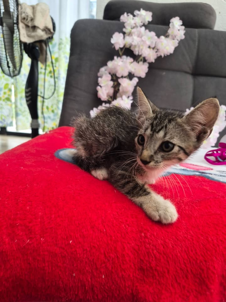 Adopción de gatos en Bogotá 