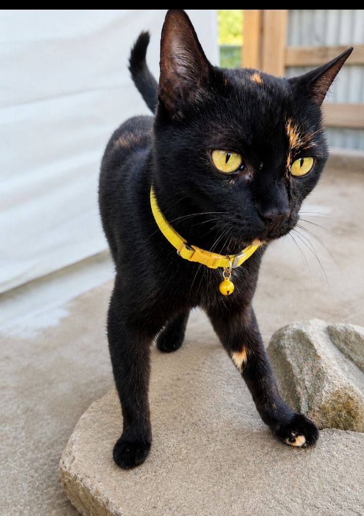 Gato negro perdido en Neira, Caldas 